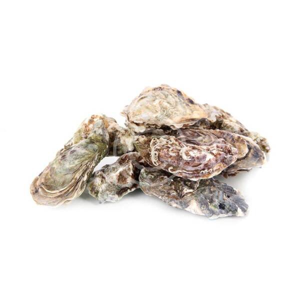 Stewed oysters
