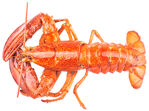 Norwegian Lobster