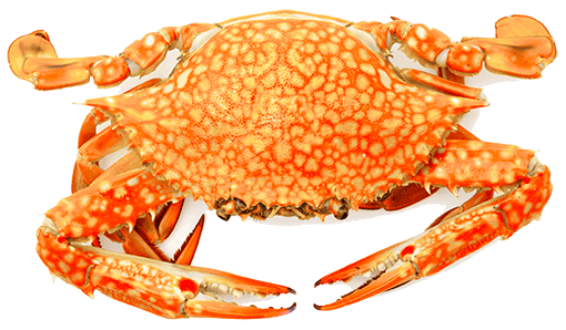 Steamed Crabs Dish - Image 2